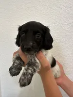 Long haired Female puppy , a female Miniature Dachshund for sale in Bell, FL – 2 of 6