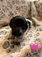 Long haired Female puppy , a female Miniature Dachshund for sale in Bell, FL – 6 of 6