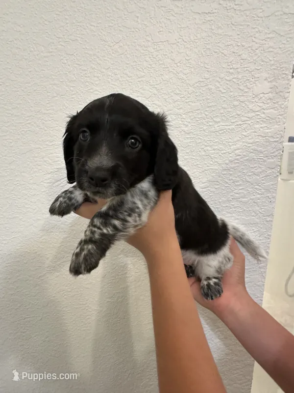 Female puppy  – Miniature Dachshund puppy for sale in Bell, FL
