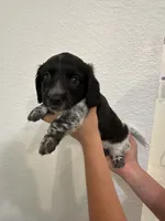 Long haired Female puppy , a female Miniature Dachshund for sale in Bell, FL – 1 of 6