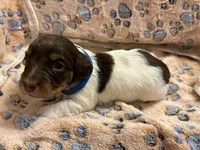Male puppy , a male Miniature Dachshund for sale in Bell, FL – 3 of 4