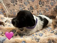 Long haired Female puppy , a female Miniature Dachshund for sale in Bell, FL – 5 of 6