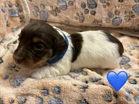 Male puppy , a male Miniature Dachshund for sale in Bell, FL – 2 of 4