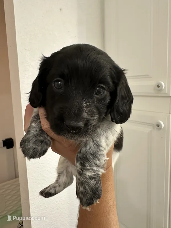 Female puppy  – Miniature Dachshund puppy for sale in Bell, FL