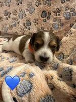 Long haired Male puppy , a male Miniature Dachshund for sale in Bell, FL – 3 of 4