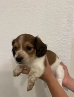 Long haired Male puppy , a male Miniature Dachshund for sale in Bell, FL – 4 of 4