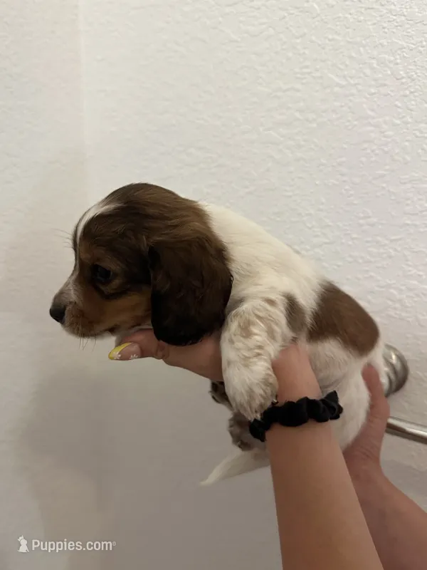 Male long haired puppy – Miniature Dachshund puppy for sale in Bell, FL