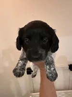 Long haired Female puppy , a female Miniature Dachshund for sale in Bell, FL – 3 of 6