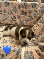 Long haired Male puppy , a male Miniature Dachshund for sale in Bell, FL – 2 of 4