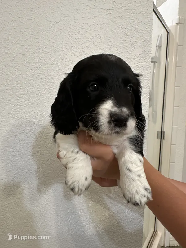 Boy puppy – Miniature Dachshund puppy for sale in Bell, FL