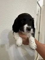 Long haired Boy puppy, a male Miniature Dachshund for sale in Bell, FL – 1 of 5
