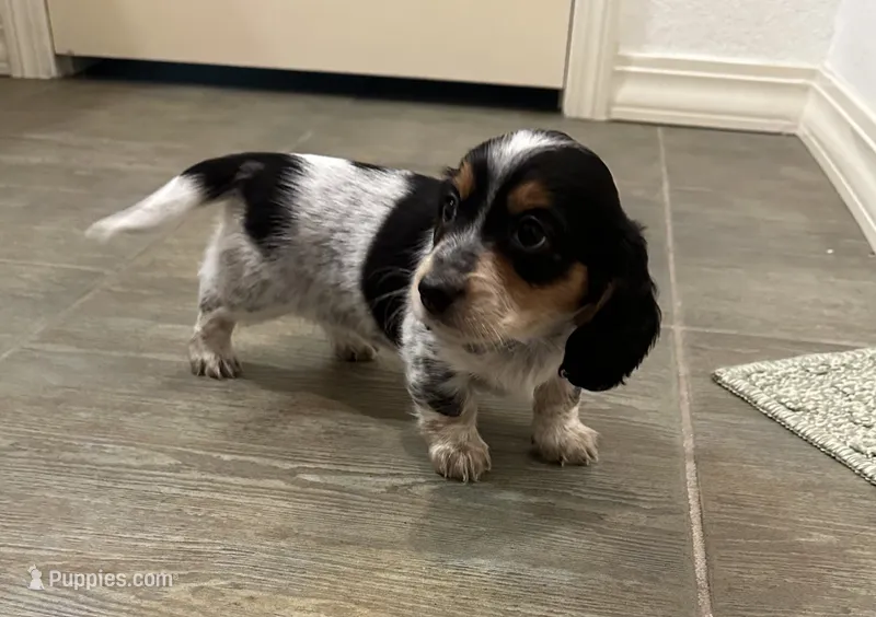 Long haired female  – Miniature Dachshund puppy for sale in Bell, FL