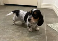 Long haired female , a female Miniature Dachshund for sale in Bell, FL – 1 of 3