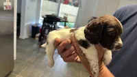 Long haired Male puppy , a male Miniature Dachshund for sale in Bell, FL – 3 of 5