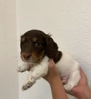 Male puppy , a male Miniature Dachshund for sale in Bell, FL – 4 of 4