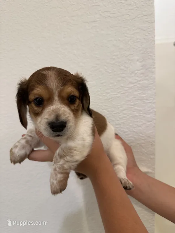 Male puppy  – Miniature Dachshund puppy for sale in Bell, FL