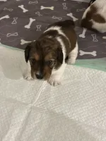 Male puppy, a male Miniature Dachshund for sale in Bell, FL – 2 of 2