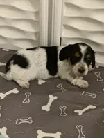 Long haired female , a female Miniature Dachshund for sale in Bell, FL – 3 of 3