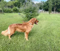 Lolly, a female Golden Retriever for sale in Harrison, AR – 4 of 4