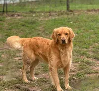 Maverick, a male Golden Retriever for sale in Harrison, AR – Photo 3 of 4