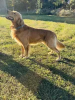 Maverick, a male Golden Retriever for sale in Harrison, AR – Photo 4 of 4