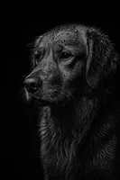 Maverick, a male Golden Retriever for sale in Harrison, AR – Photo 1 of 4