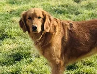 Montana , a female Golden Retriever for sale in Harrison, AR – Photo 2 of 3