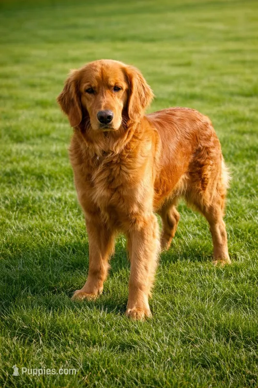 Montana  – Golden Retriever puppy for sale in Harrison, AR