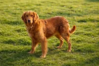Montana , a female Golden Retriever for sale in Harrison, AR – Photo 3 of 3