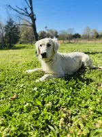 Daisy, a female Golden Retriever for sale in Harrison, AR – Photo 4 of 4