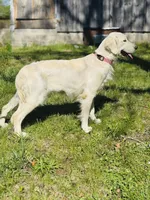 Daisy, a female Golden Retriever for sale in Harrison, AR – Photo 2 of 4