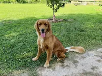 Lolly, a female Golden Retriever for sale in Harrison, AR – 2 of 4