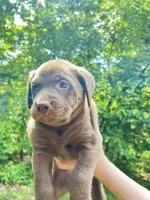 Chocolate lab, a female Labrador Retriever for sale in Harrison, AR – Photo 3 of 5