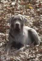 Chocolate lab, a female Labrador Retriever for sale in Harrison, AR – Photo 5 of 5