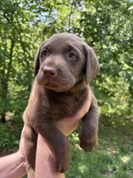 Chocolate lab, a female Labrador Retriever for sale in Harrison, AR – Photo 1 of 5