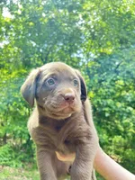 Chocolate lab, a female Labrador Retriever for sale in Harrison, AR – Photo 2 of 5