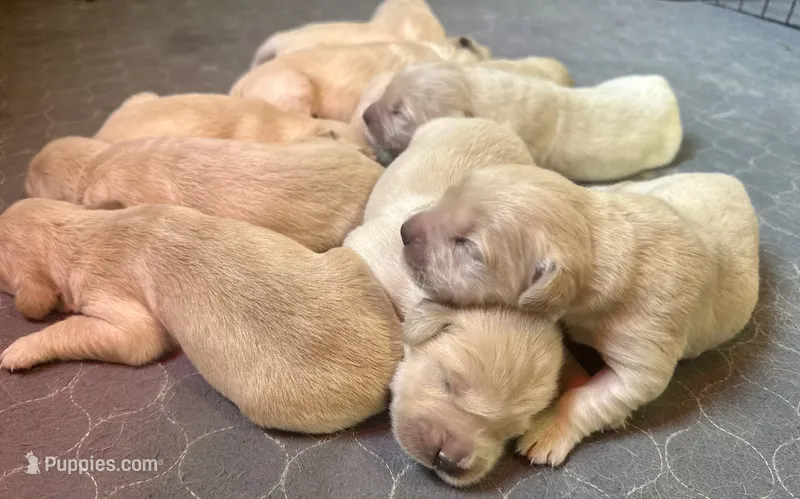 Golden retriever  – Golden Retriever puppy for sale in Harrison, AR