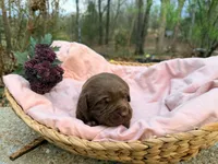 Female Labs, a female Labrador Retriever for sale in Harrison, AR – Photo 6 of 8