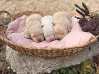 Female Labs, a female Labrador Retriever for sale in Harrison, AR – Photo 7 of 8
