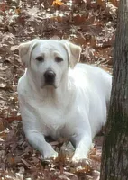 Female Labs, a female Labrador Retriever for sale in Harrison, AR – Photo 2 of 8