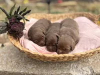 Female Labs, a female Labrador Retriever for sale in Harrison, AR – Photo 8 of 8