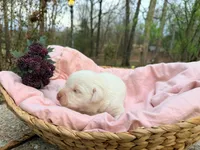 Female Labs, a female Labrador Retriever for sale in Harrison, AR – Photo 5 of 8