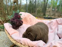 Female Labs, a female Labrador Retriever for sale in Harrison, AR – Photo 3 of 8