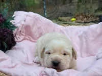 Female Labs, a female Labrador Retriever for sale in Harrison, AR – Photo 4 of 8