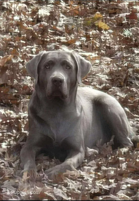 Female Labs, a female Labrador Retriever for sale in Harrison, AR – Photo 1 of 8