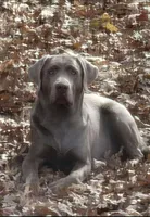 Female Labs, a female Labrador Retriever for sale in Harrison, AR – Photo 1 of 8
