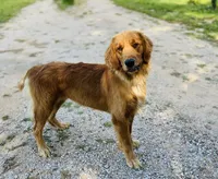 Lolly, a female Golden Retriever for sale in Harrison, AR – 3 of 4