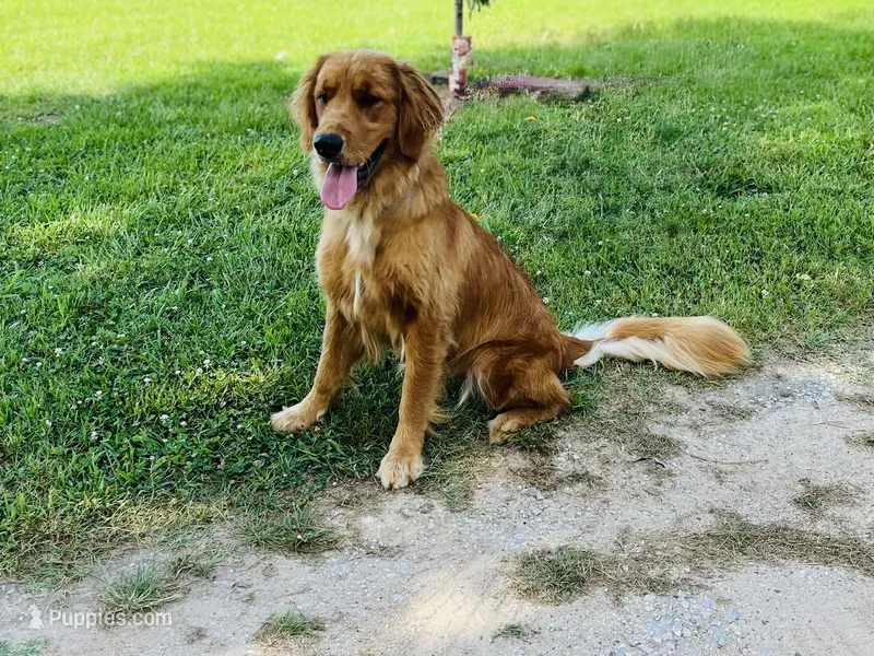 Lolly – Golden Retriever puppy for sale in Harrison, AR