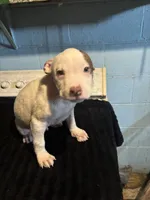 Bandit, a male American Staffordshire Terrier for sale in Chicago Heights, IL – 8 of 10