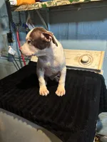 Bandit, a male American Staffordshire Terrier for sale in Chicago Heights, IL – 6 of 10
